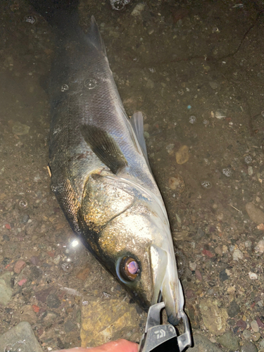 スズキの釣果