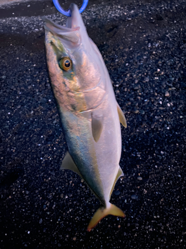 イナダの釣果