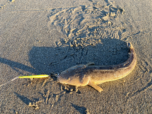 マゴチの釣果