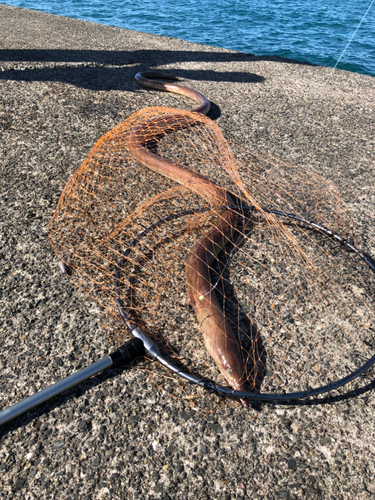 ダイナンウミヘビの釣果