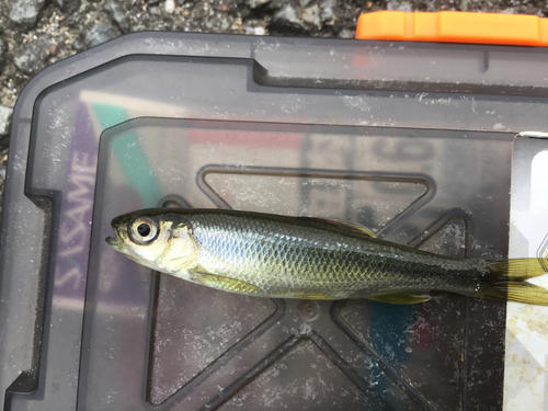 カワムツの釣果