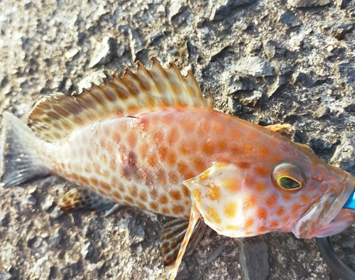 アカハタの釣果