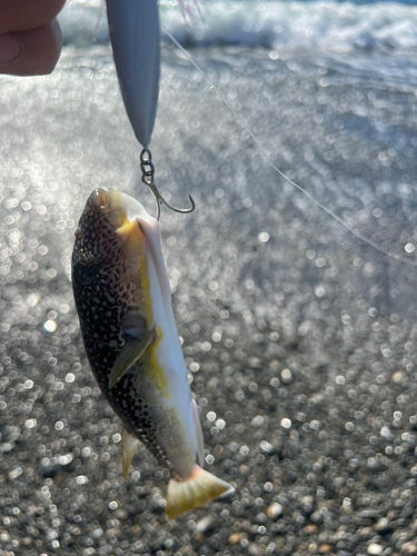 クサフグの釣果