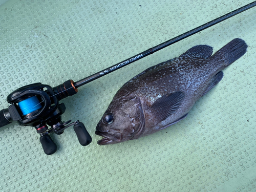 マゾイの釣果