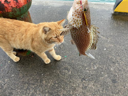 オオモンハタの釣果