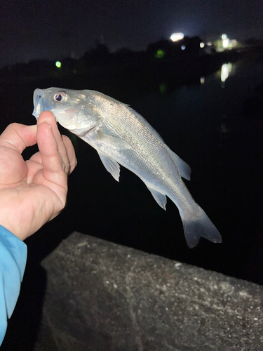 スズキの釣果