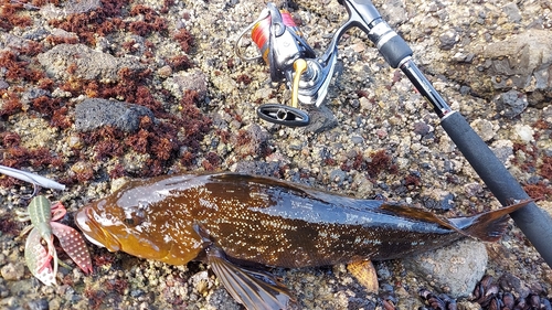 アイナメの釣果