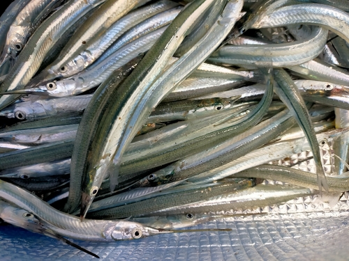 サヨリの釣果