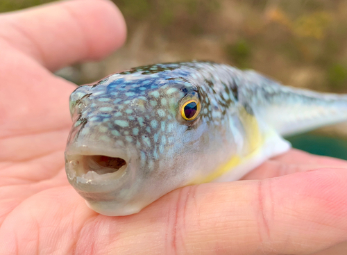 フグの釣果