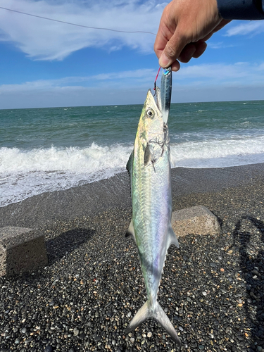 サゴシの釣果