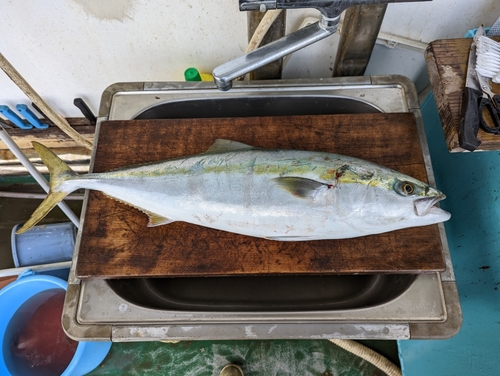 メジロの釣果