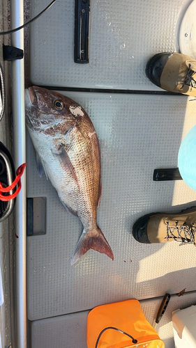 マダイの釣果