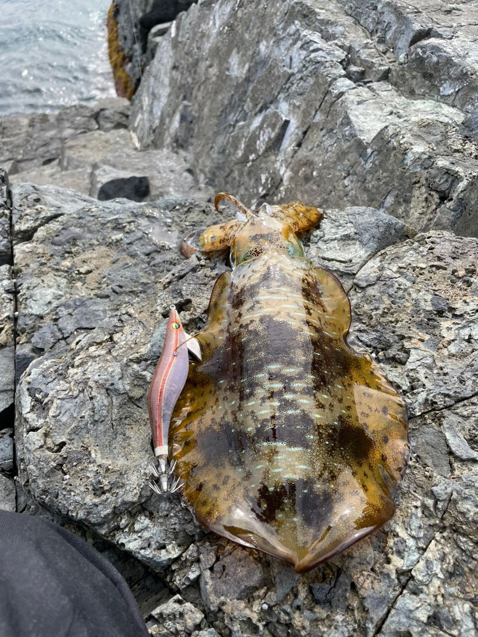 ちょいアホひでさんの釣果 2枚目の画像