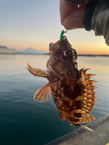 カサゴの釣果