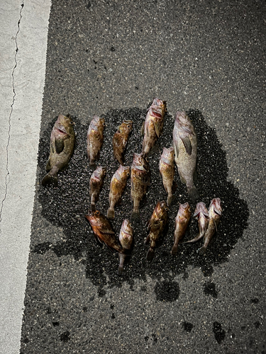 カサゴの釣果