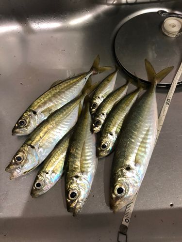 アジの釣果