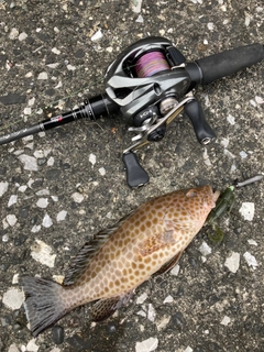 オオモンハタの釣果