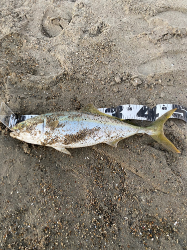 イナダの釣果