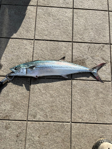 サゴシの釣果