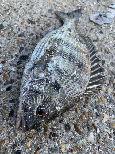 クロダイの釣果