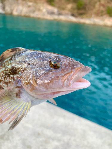 アイナメの釣果