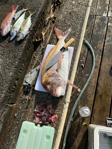 マダイの釣果