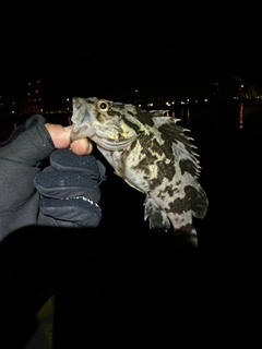 タケノコメバルの釣果