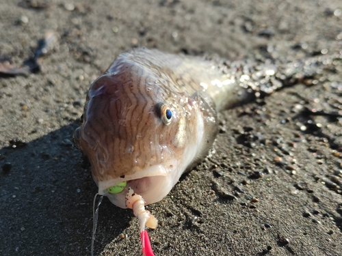 釣果