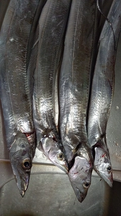 タチウオの釣果