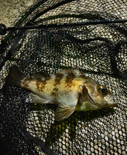 メバルの釣果