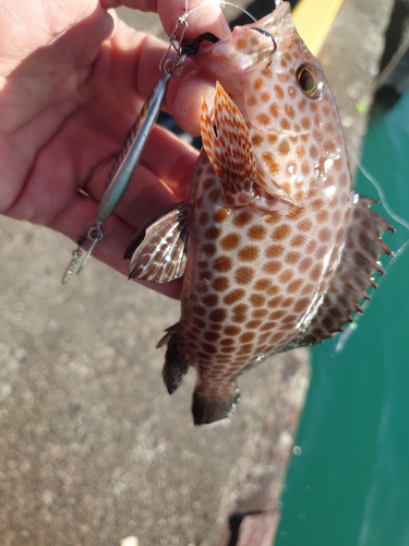 オオモンハタの釣果