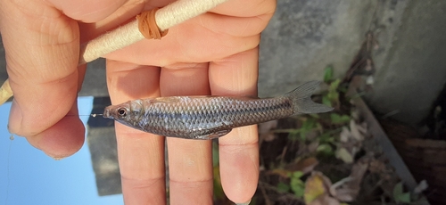 クチボソの釣果