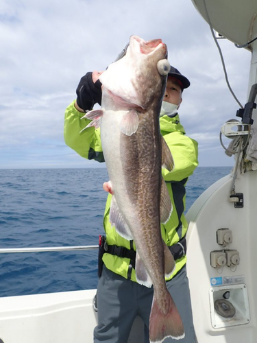 マダラの釣果