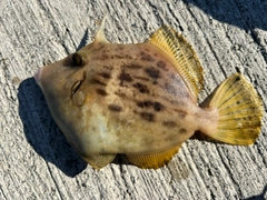 カワハギの釣果