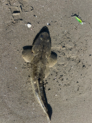 マゴチの釣果