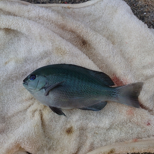 グレの釣果