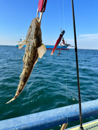 マゴチの釣果