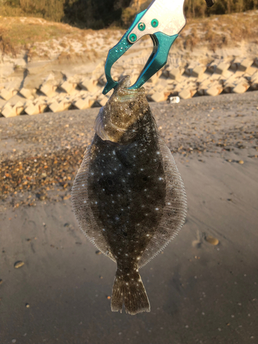 ソゲの釣果