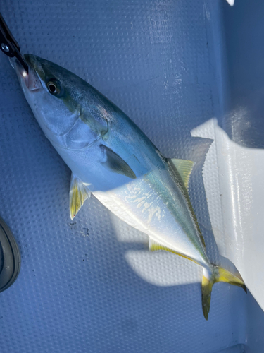 ワラサの釣果