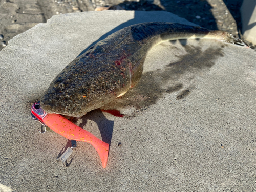 マゴチの釣果