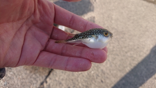 コモンフグの釣果