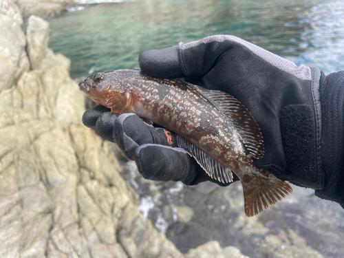 アイナメの釣果