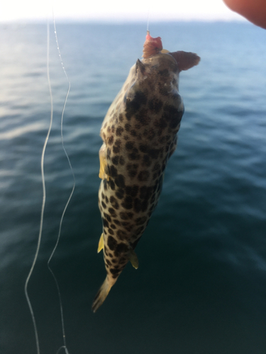 クサフグの釣果