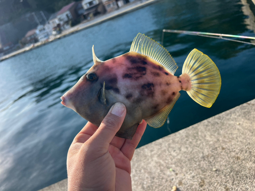 カワハギの釣果