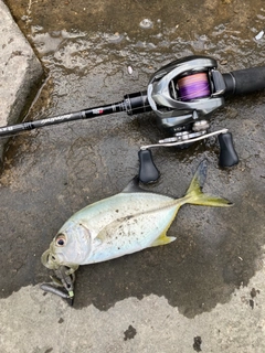 メッキの釣果
