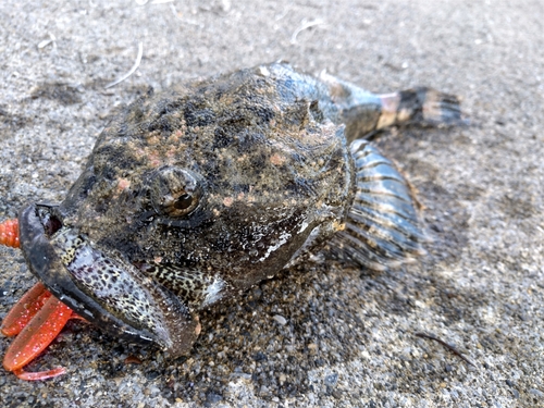 ギスカジカの釣果