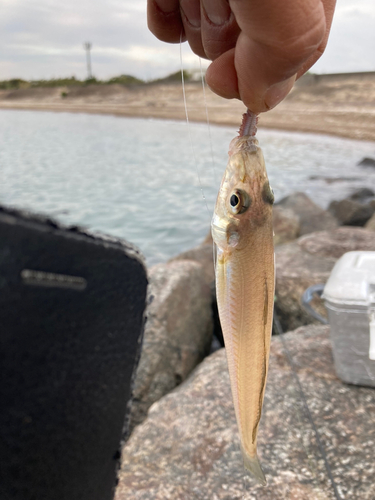 フグの釣果