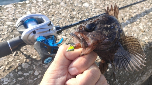 ムラソイの釣果