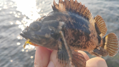 ムラソイの釣果