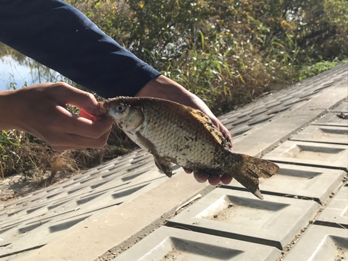 マブナの釣果